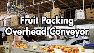 Fruit Packaging using an Empty Carton Delivery Conveyor [upl. by Stasny]