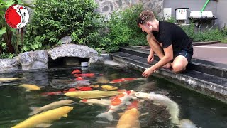 DIY beautiful outdoor Koi aquarium [upl. by Asiral144]