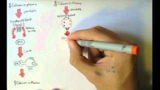 Bone Homeostasis Calcium and Phosphate Hormones [upl. by Nairret644]