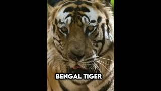 Siberian tiger VS Bengal tiger edit🔥shorts tigers [upl. by Aligna]