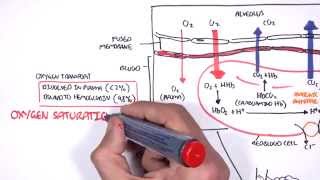 Respiration Gas Exchange [upl. by Kalinda921]