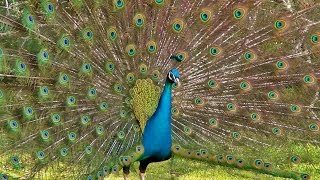 Peacock Dance Display  Peacocks Opening Feathers HD amp Bird Sound [upl. by Malony89]