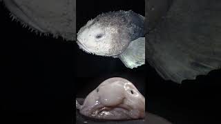 Psychrolutes marcidussmoothhead blobfish anisuryani6639 [upl. by Osber]