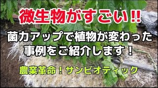 【サンビオティック】「菌力アップ」の解説 part1 微生物で植物はどう変わる？土壌微生物で生育が変わった事例を紹介しながら、微生物の働きについて解説します。 [upl. by Yrrehc]