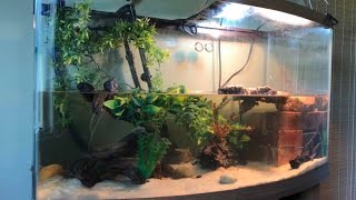 40 Gallon BowFront Turtle Tank Setup [upl. by Loren]