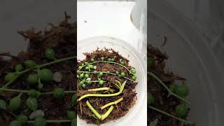 How to YOU propagate plants plants garden indoorplants pothosplant philodendron houseplants [upl. by Inalawi]