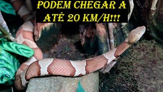 Como as COBRAS andam sem PATAS  Minuto Animal 10 [upl. by Eirovi]