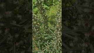 Echium Italicum  Viper Bugloss gardening plants flowers funfacts horticulture funfacts [upl. by Verina]