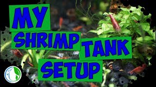 My Shrimp Tank Setup  20 gallon Shrimp Tank Aquarium [upl. by Odrarebe]