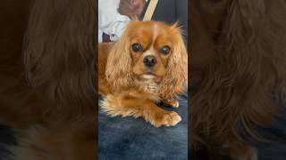 Cavalier King Charles Spaniel protecting a newborn baby and owner [upl. by Calli]