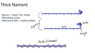 Actin and Myosin 24 [upl. by Chancellor76]