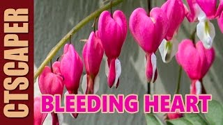 OLD FASHIONED BLEEDING HEART  Dicentra spectabilis [upl. by Glory]