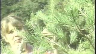 Pruning and Shearing Christmas Trees [upl. by Orms]