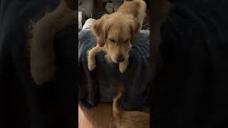 Even Therapy Dogs Can Be Naughty Sometimes 😮 goldenretriever funnydogs [upl. by Oicelem]