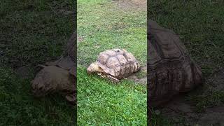 Sulcata tortoise eating grass sulcatatortoise tortoise sulcata swetlandtortoises turtle [upl. by Corrinne]