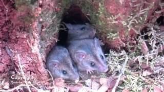 Three Little Tasmanian Marsupial Baby Mice [upl. by Savill]