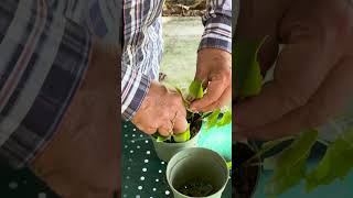 comment bouturer de la vigne vierge conseils astuce tutorial bouture vigne naturelove plante [upl. by Fougere553]