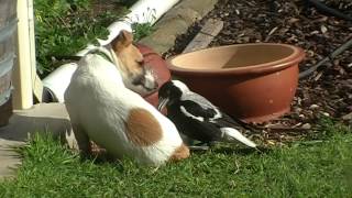 Australian Magpie Playing 2 [upl. by Samuel650]