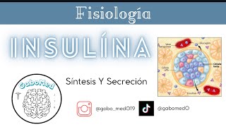 Fisiología Endocrina  Insulina Síntesis Y Secreción [upl. by Aicirtak]