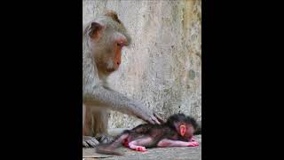 Newborn baby monkey take care from mom [upl. by Johannes57]