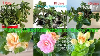 How to save wilted kalanchoe plants Soak them in water Roots grow outTransplantJan2020245b [upl. by Aihsit]