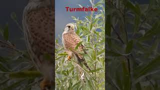 Turmfalke Trier [upl. by Desdamona]