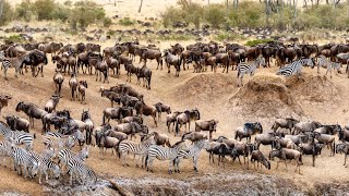 4K African Wildlife Arusha National Park Tanzania  Scenic Wildlife Film With Real Sounds [upl. by Horten]