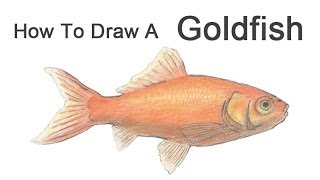 How to Draw a Goldfish [upl. by Reniar]