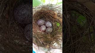 Nightingale laid 4th Egg 🥚🥚🥚🥚 lvillagelife birds [upl. by Keisling832]