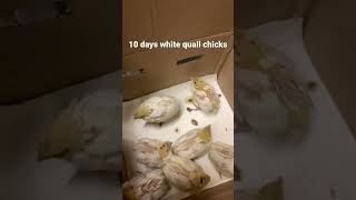 Weiße Wachtelküken  10 Tage alt  white quail chicken  10 day old [upl. by Nospmas648]