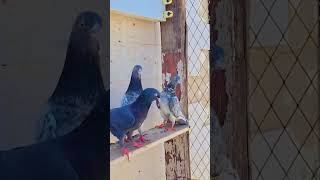 punjabi punjabisong music foryou kabootar pardesi pigeon [upl. by Ozne]