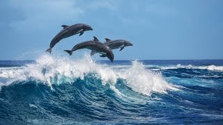 Dolphins Swimming and Jumping with Boat [upl. by Nnednarb460]