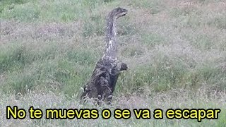 Hombre Encontró un Dinosaurio en un Campo de Escocia Captado en Imágenes [upl. by Beilul]