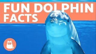 10 Facts About DOLPHINS from Scientific Studies [upl. by Bronwen]