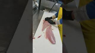 How to fillet Wild corvina [upl. by Iran]