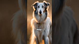 Fascinating Facts About the Borzoi Dog Breed facts dog [upl. by Aseen]