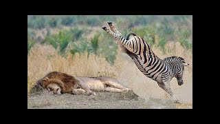 POWERFUL KICK OF ZEBRA TO LIONESS TO DEFEND ANOTHER ZEBRA [upl. by Baggett]