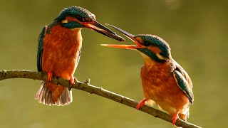 Kingfisher Courtship Clumsy Couple Learn To Share  Discover Wildlife  Robert E Fuller [upl. by Yrret313]