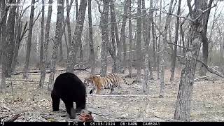 Ussuri Bear chasing Siberian Tigress from its prey [upl. by Serene]