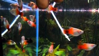 Xiphophorus maculatus Platy Galaxy [upl. by Lletram788]