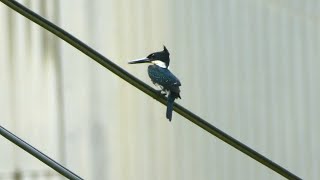 Green Kingfisher Chloroceryle americana americana female French Guiana [upl. by Aysab]