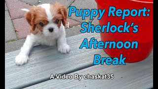 Puppy Report Sherlocks Afternoon Break [upl. by Orme720]