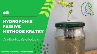 La méthode hydroponique Kratky [upl. by Kcuhc]