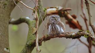 Sperlingskauz fliegt zum Nest Eurasian pygmy owl 4K 100fps [upl. by Okia643]