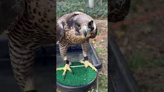 Peregrine falcon fastest peregrinefalcon falconry birds nature explore adventure cat pbs [upl. by Eikcor583]