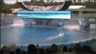 Sea World Trainer Death Video Real [upl. by Adnoel]