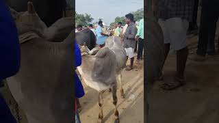 Kundarapalli Friday market cow [upl. by Ytok]