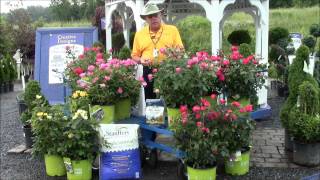 How to Care for Knock Out Roses [upl. by Florinda]