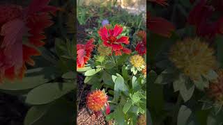 Blanket Flower Gaillardia garden gardening pollinators garden2024 summer2024 [upl. by Enileme]