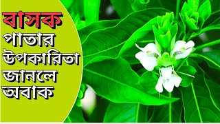 বাসক পাতার উপকারিতা ও গুণাগুণ Basok patar upokarita o gunagun alochona etc [upl. by Aicilic965]